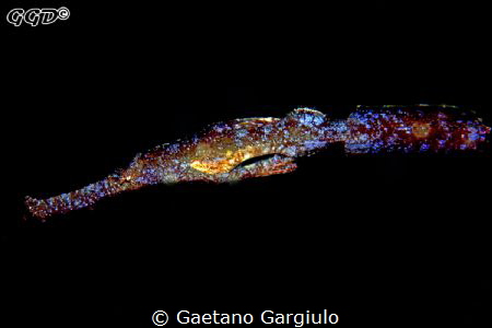 "The alien"
They get carried by the current and end up d... by Gaetano Gargiulo 