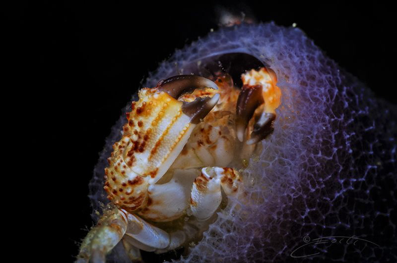 ~ Looking Down the Barrel ~

Dimension from left to rig... by Geo Cloete 