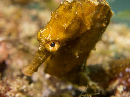 Hippocampus fuscus - Seahorse by Jenny Strömvoll 