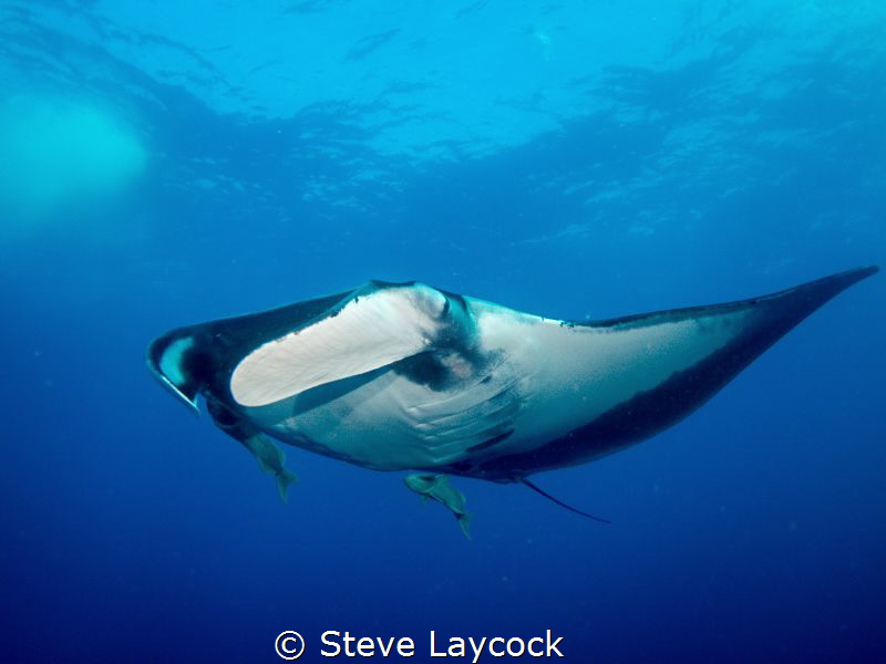 Oceanic Manta at Socorro isalnds by Steve Laycock 