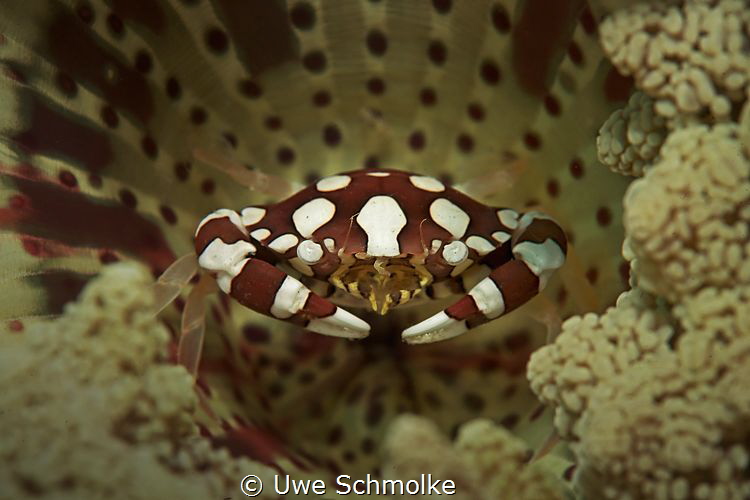 Crab in anemony by Uwe Schmolke 