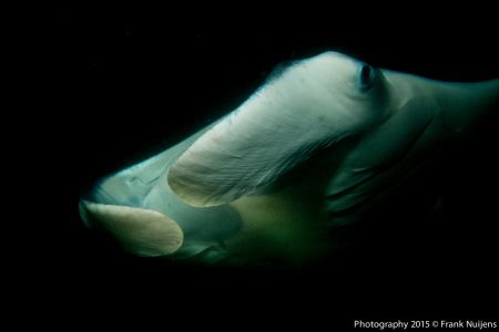 Phantom of the ocean by Frank Nuijens 