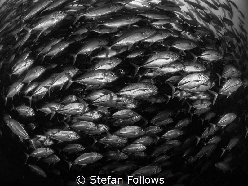 Claus·tro·pho·bi·a - Big Eye Travely - Caranx sexfasciatus by Stefan Follows 