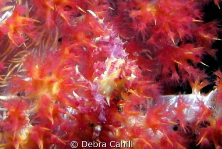 Candy Crab Bali Indonesia by Debra Cahill 