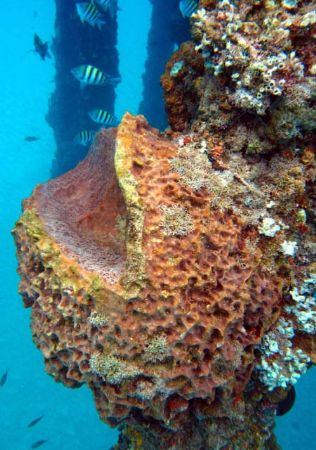 Sponge and wild life. by Yamil Merced 