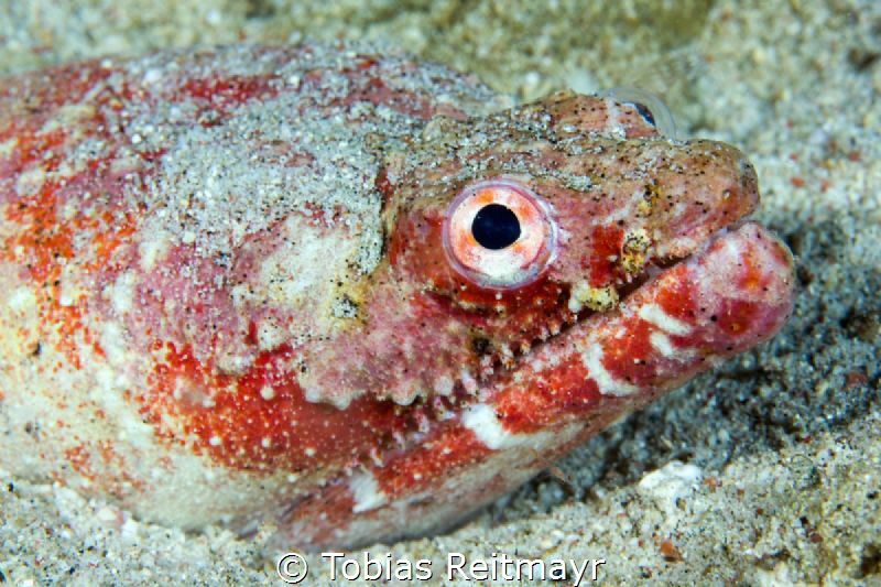 Reptile Snake Eel, Puerto Galera by Tobias Reitmayr 