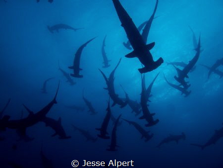 Scalloped Hammerhead School at Darwin Island, Galapagos. ... by Jesse Alpert 