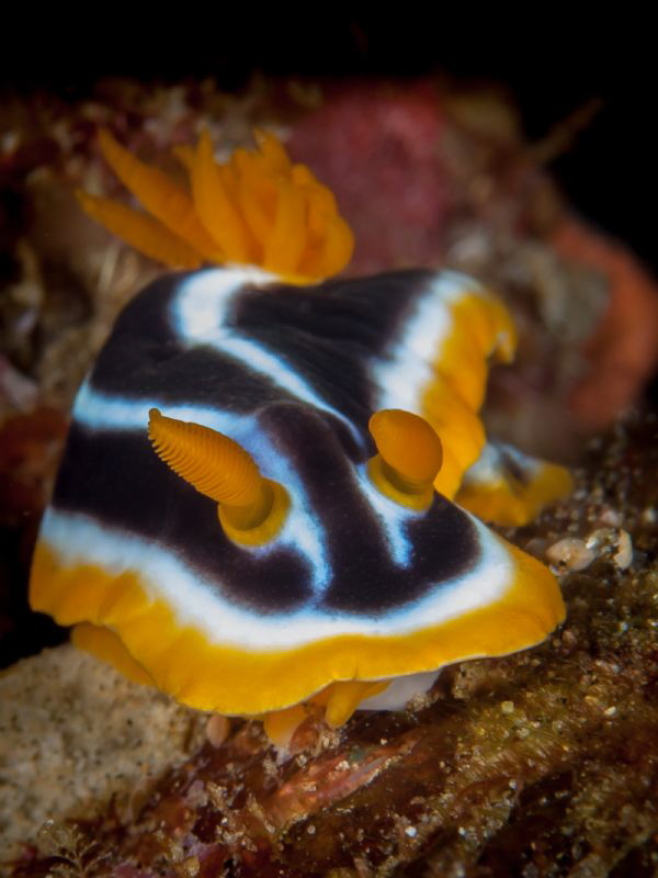 African Chromodoris, Sodwana B ay by Chris Pienaar 