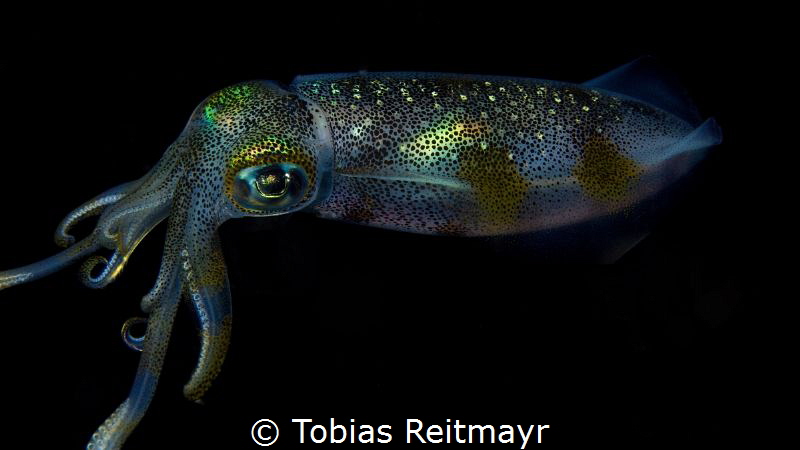 Squid at night, Puerto Galera by Tobias Reitmayr 