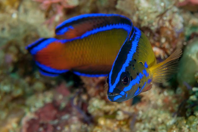A Dutoiti Dottyback (Pseudochromis dutoiti) . One of the ... by Chris Pienaar 