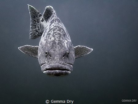 Hot Lips!  Potato Bass - Aliwal Shoal - South Africa by Gemma Dry 