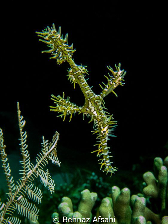 Ghoast Pipefish! by Behnaz Afsahi 