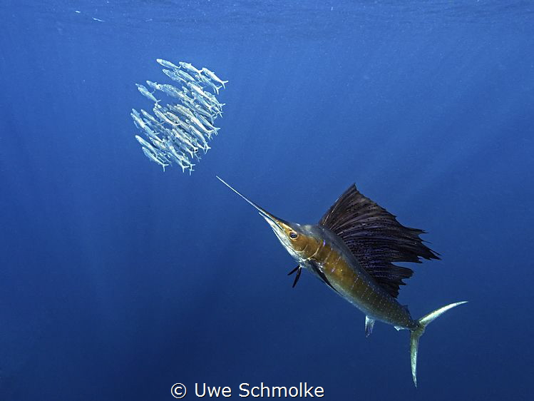 Hunting sardines by Uwe Schmolke 