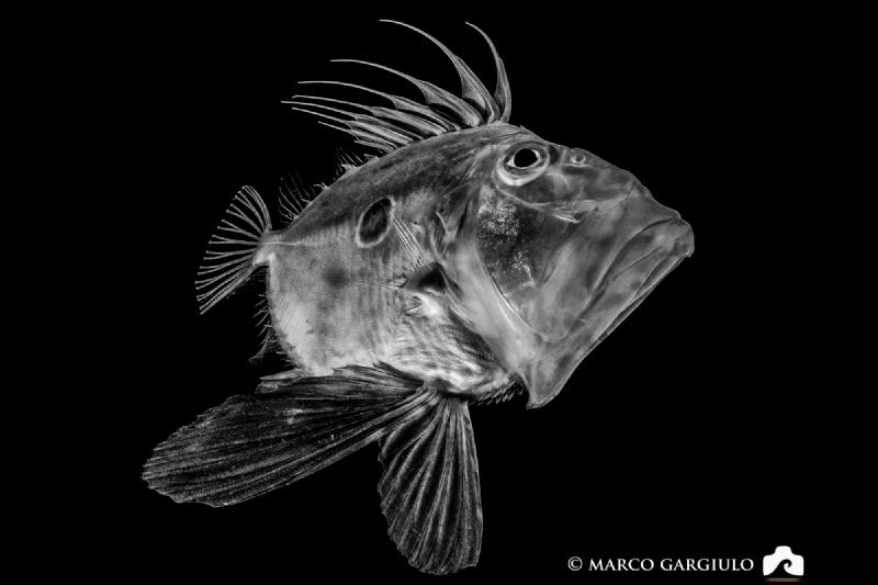 John Dory, BW version, Night Dive @ Marina Grande Sorrento by Marco Gargiulo 
