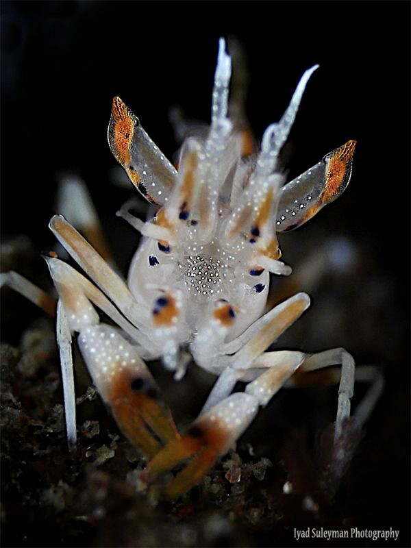 Spiny Tiger Shrimp by Iyad Suleyman 