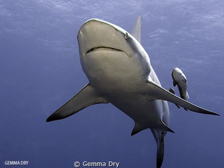 Blacktop with Remora Sidekicks - Aliwal Shoal- South Africa by Gemma Dry 