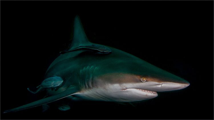 Shot off Scottburgh in the region of Aliwal Shoal in blue... by Chris Pienaar 