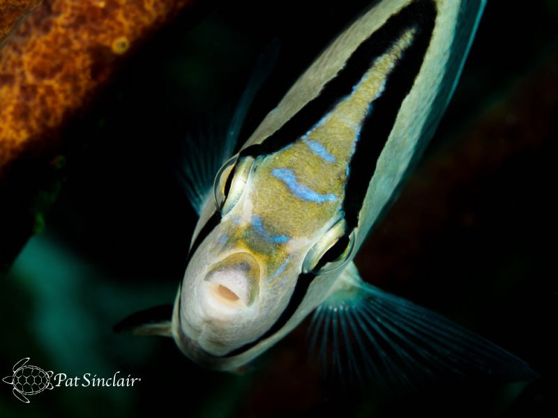 This Banded Butterflyfish just seemed love watching himse... by Patricia Sinclair 
