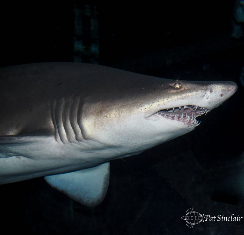 Taken at Aquarium of the Americas - Sand Tiger Shark by Patricia Sinclair 