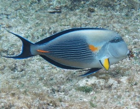 Arabian Surgeon fish - Photo was taken at Shark observato... by Anel Van Veelen 