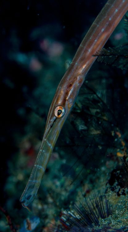 found thsi almost transparent littel fish in the weeds at... by Chris Pienaar 