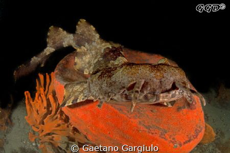 close up and personal portrait of a friendly wobbegong...... by Gaetano Gargiulo 