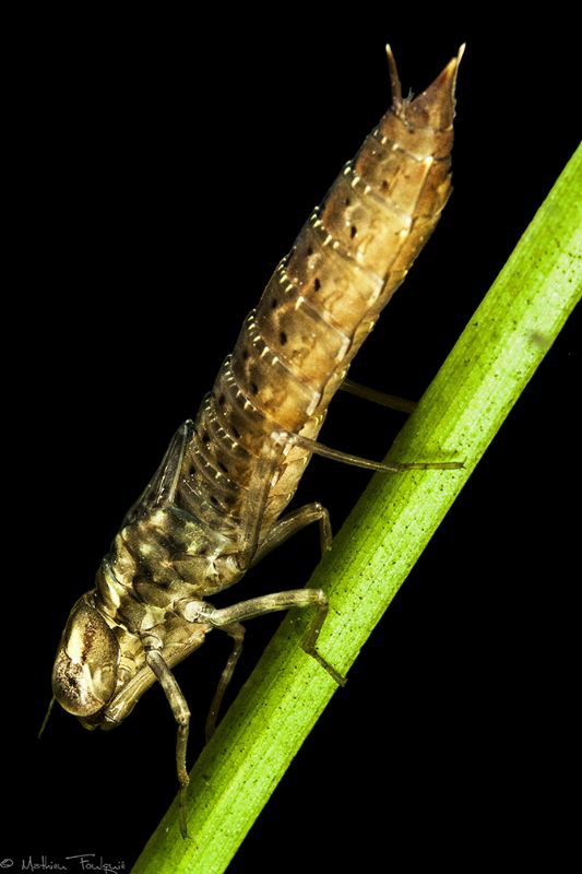 dragonfly larva by Mathieu Foulquié 