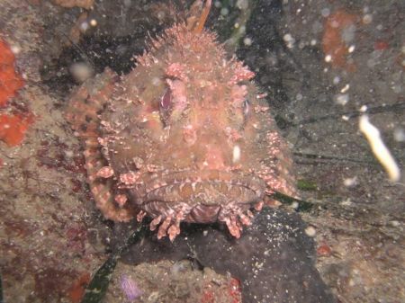 Scorpionfish by Hakan Taslicay 