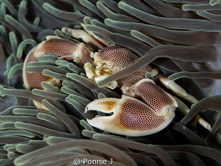 Porcelain Crab by Ponnie J 
