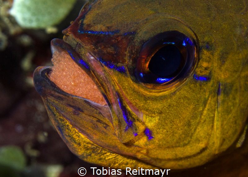 Cardinalfish with eggs, Sabang Wrecks, Puerto Galera by Tobias Reitmayr 