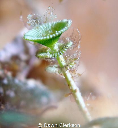 Underwater Happy Hour!  It's easy to over look aglae, but... by Dawn Clerkson 