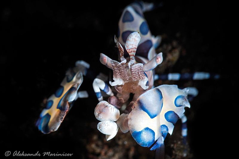 Harlequin by Aleksandr Marinicev 