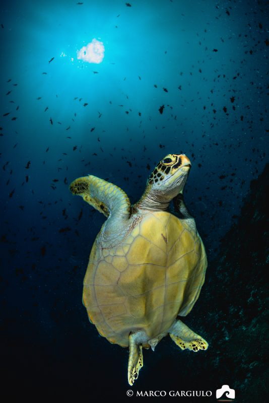 Green Turtle by Marco Gargiulo 
