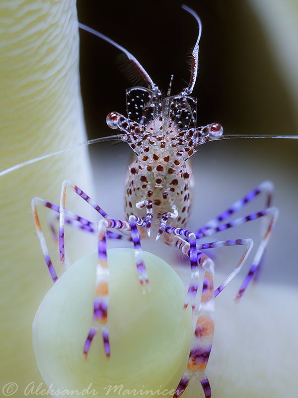 Anemone shrimp by Aleksandr Marinicev 