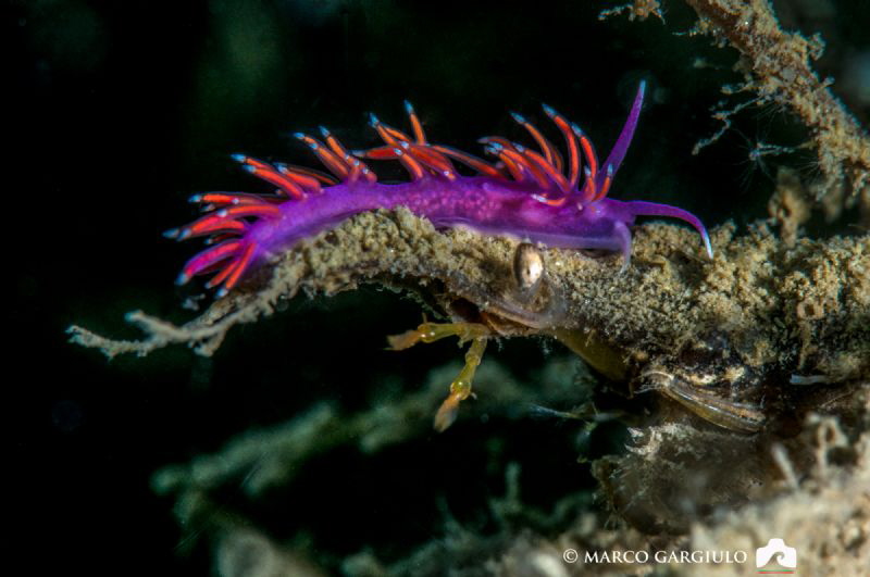 Flabellina on a crab by Marco Gargiulo 