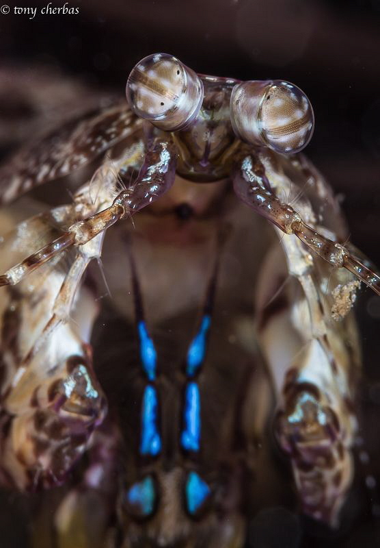 Very Small Mantis Shrimp. Kauai, HI by Tony Cherbas 