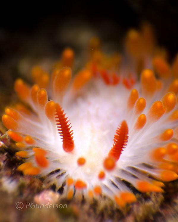Limacia cockerelli by Pat Gunderson 