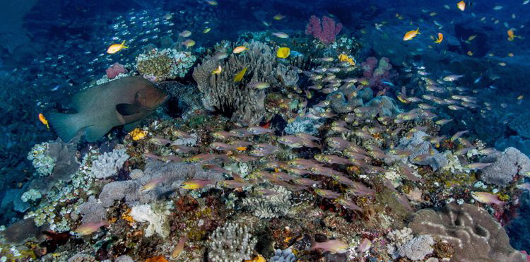 Reef Busy-ness by Chris Pienaar 