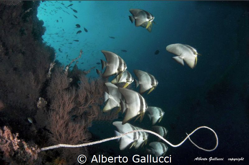 Platax by Alberto Gallucci 
