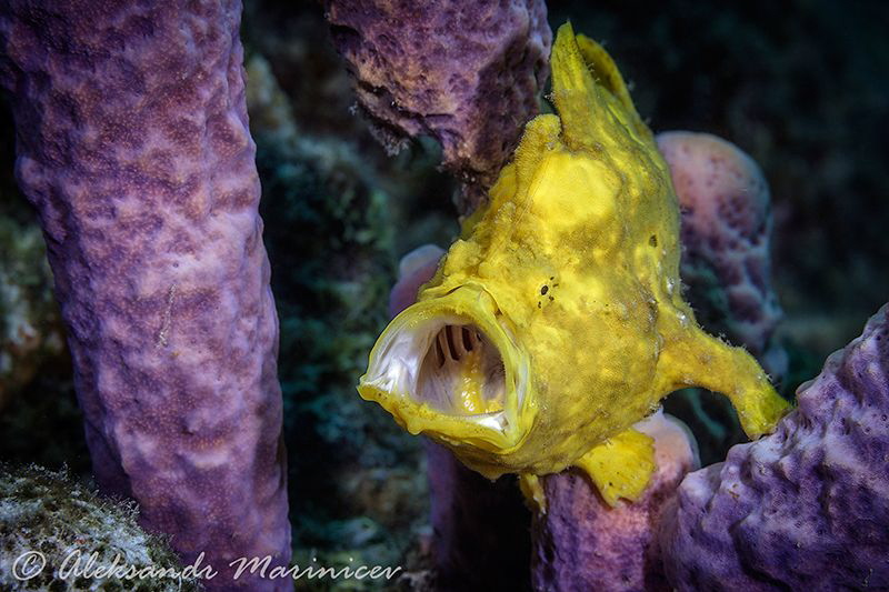 Frog fish by Aleksandr Marinicev 