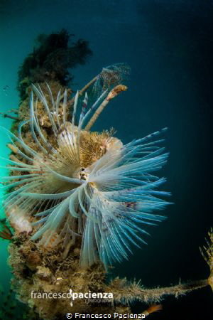 Sealife by Francesco Pacienza 