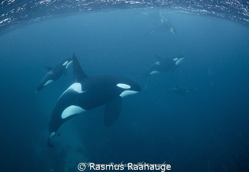 Pods of Orcas chasing herrings in the fjords of Norway by Rasmus Raahauge 