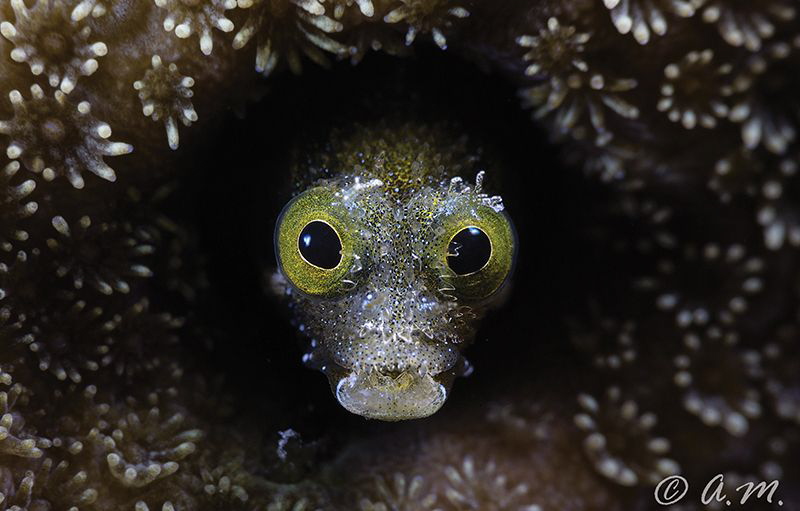 Blenny by Aleksandr Marinicev 