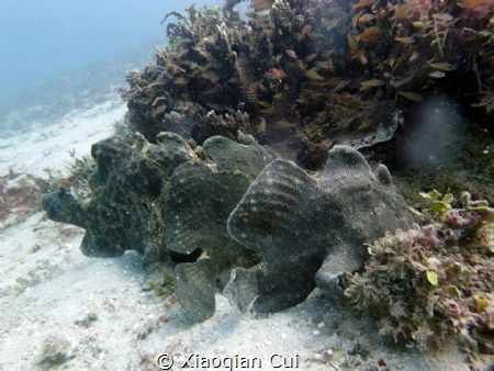 Have you ever seen three frog fish parking together?it wa... by Xiaoqian Cui 