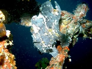 Frogfish. Kuda Giri Wreckdive @ 20+ meters. by Marc Ten Bruggen Cate 