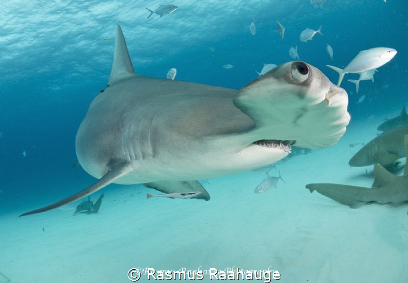 Great hammerhead by Rasmus Raahauge 