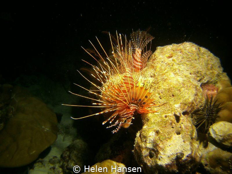 Small lion fish by Helen Hansen 