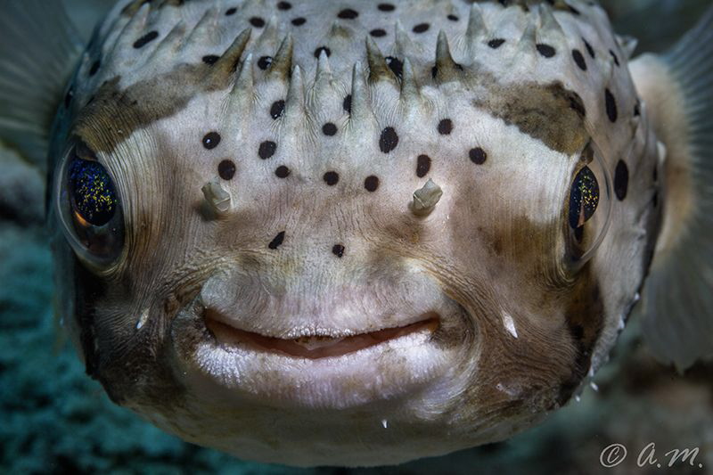 Spotted Puffer by Aleksandr Marinicev 