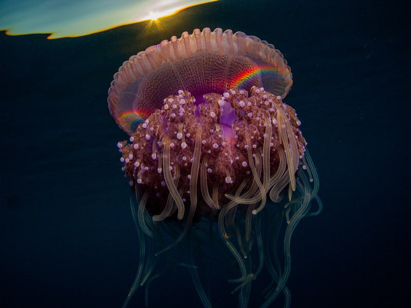 RAINBOW by Marko Perisic 
