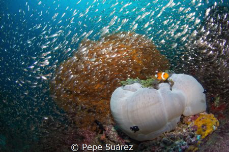 Clown fish in his anemone surrounded by glass fish (Not s... by Pepe Suárez 